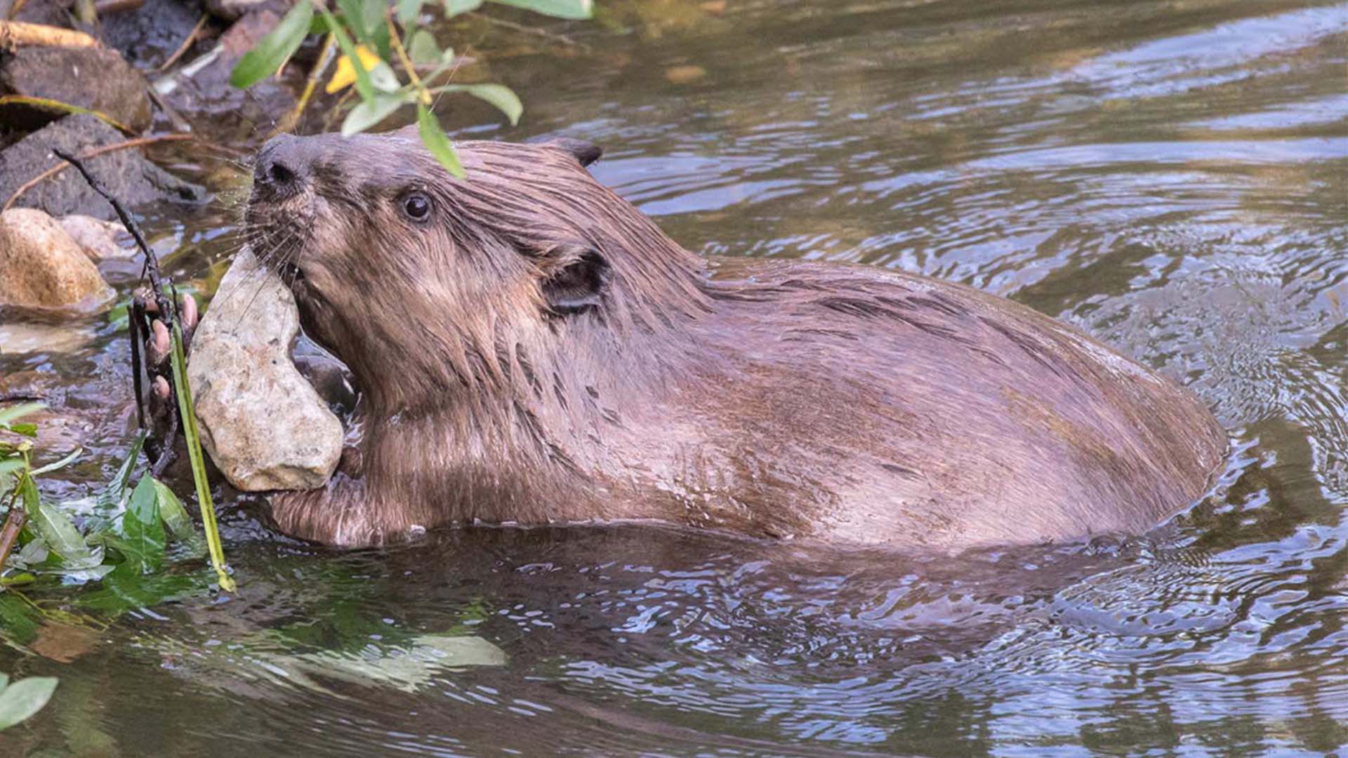 Pest or Partners? Beavers as Wetland Protectors and Climate Heroes - Vimarsana News